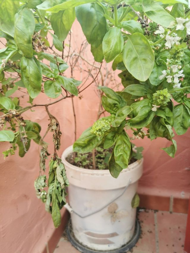 Plantas Varias, ÁLOE, ALBACA, etc