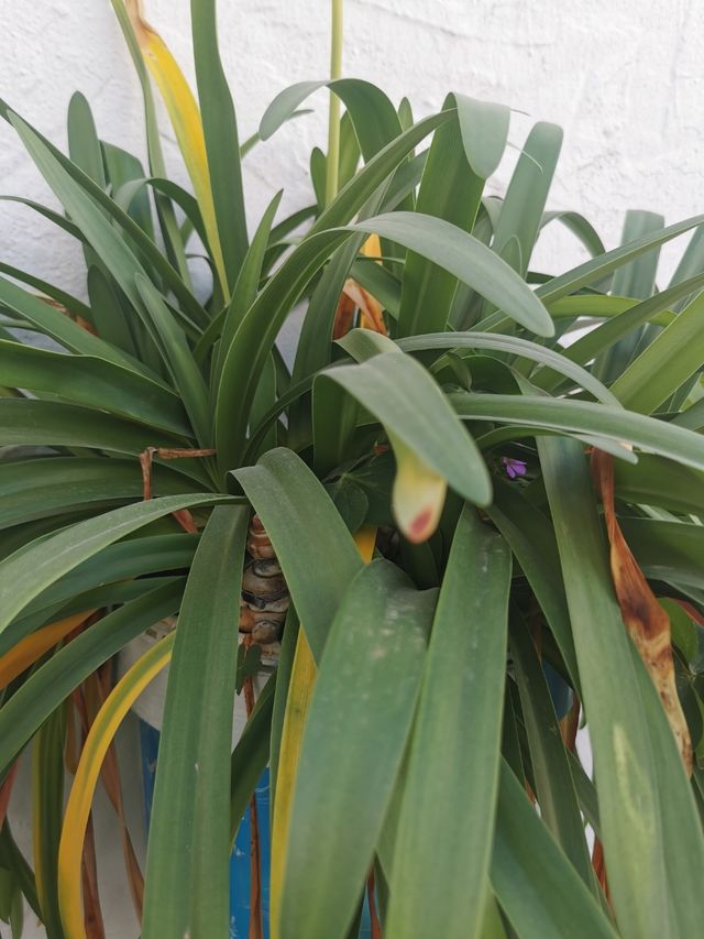 Plantas Varias, ÁLOE, ALBACA, etc