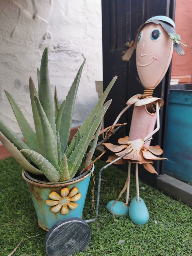 Plantas Varias, ÁLOE, ALBACA, etc