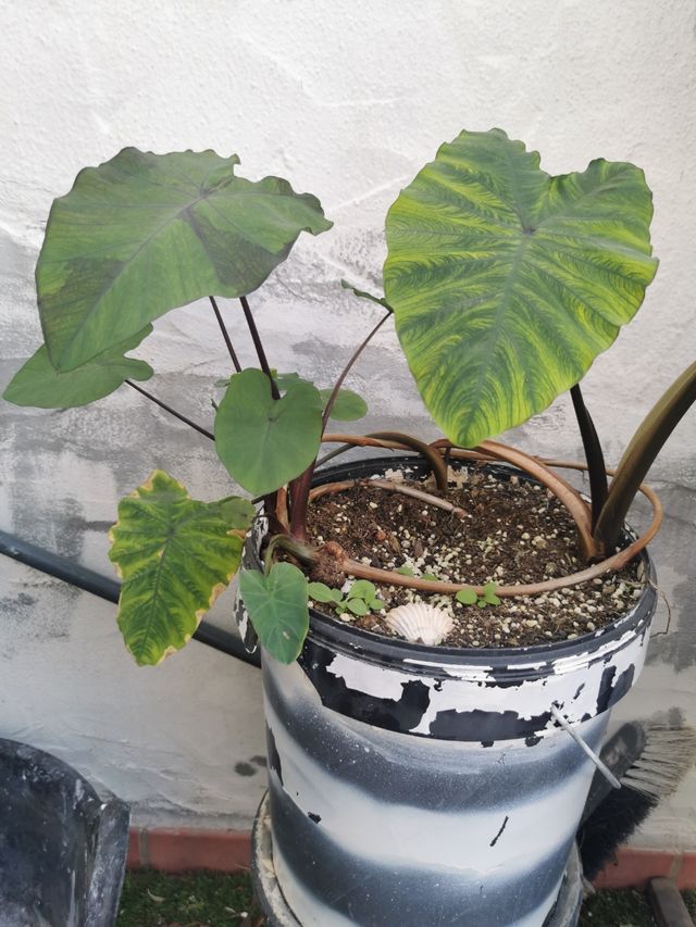 Plantas Varias, ÁLOE, ALBACA, etc