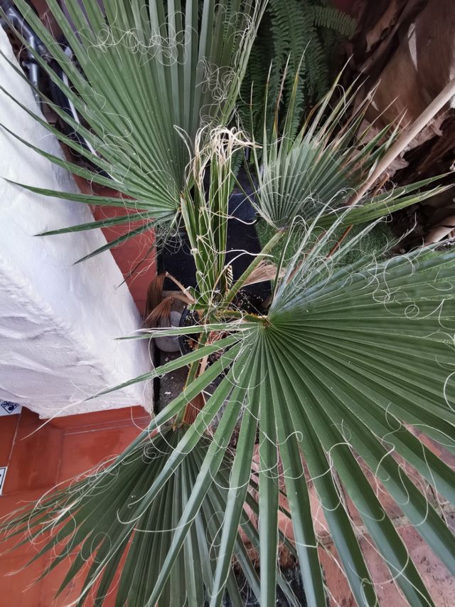 Plantas Varias, ÁLOE, ALBACA, etc