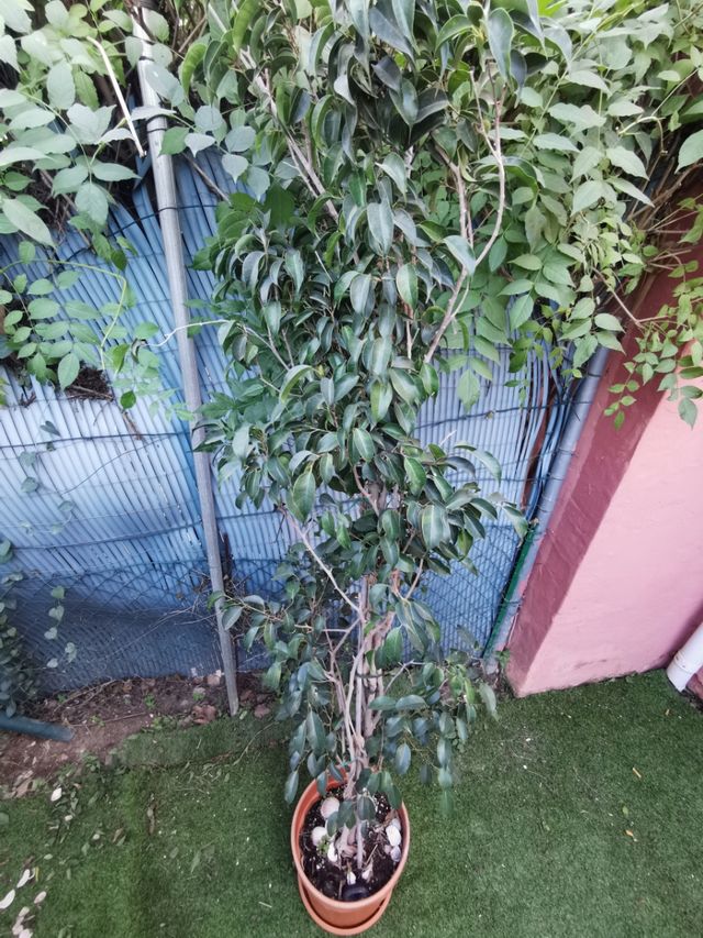 Plantas Varias, ÁLOE, ALBACA, etc