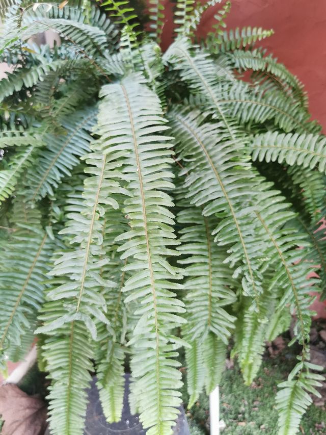 Plantas Varias, ÁLOE, ALBACA, etc