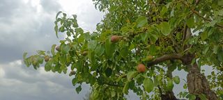 Desbroces y Podas