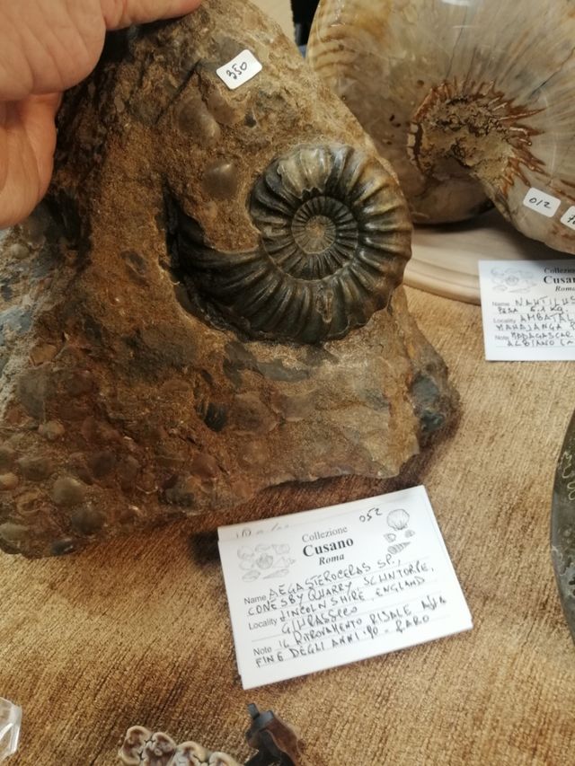 Ammonite Aegasteroceras, Conesby, ultimo giorno