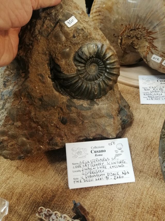 Ammonite Aegasteroceras, Conesby, ultimo giorno