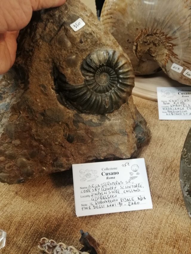 Ammonite Aegasteroceras, Conesby, ultimo giorno