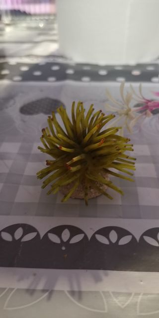 Conjunto de Plantas de plastico acuario