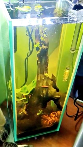 Mini acquario nano 