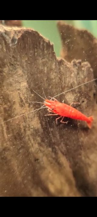 Mini acquario nano 