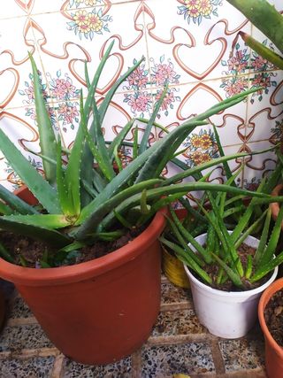 Gran variedad de Plantas