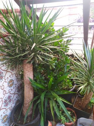 Gran variedad de Plantas