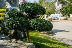 Servicio de jardinería