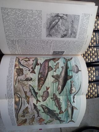 Diccionario enclopedico abreviado