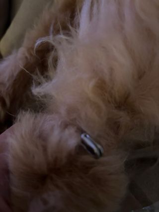 Abrigo de piel de mouton