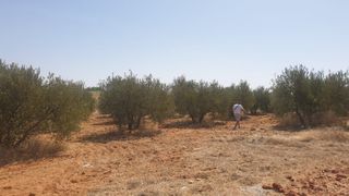 PARCELA RUSTICA 1250M