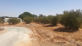 PARCELA RUSTICA 1250M