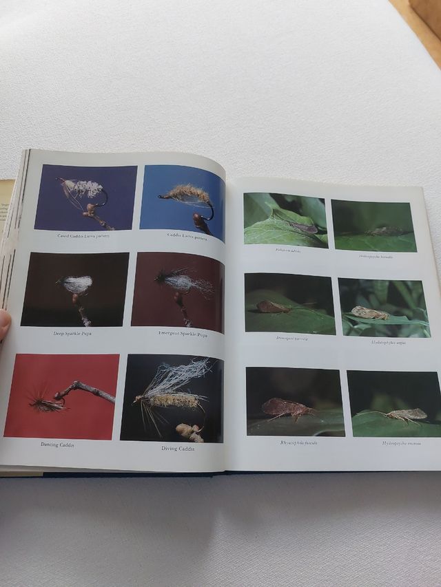 Libro Caddisflies en inglés