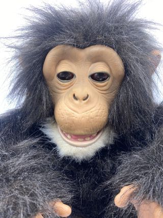 Cuddle Chimp