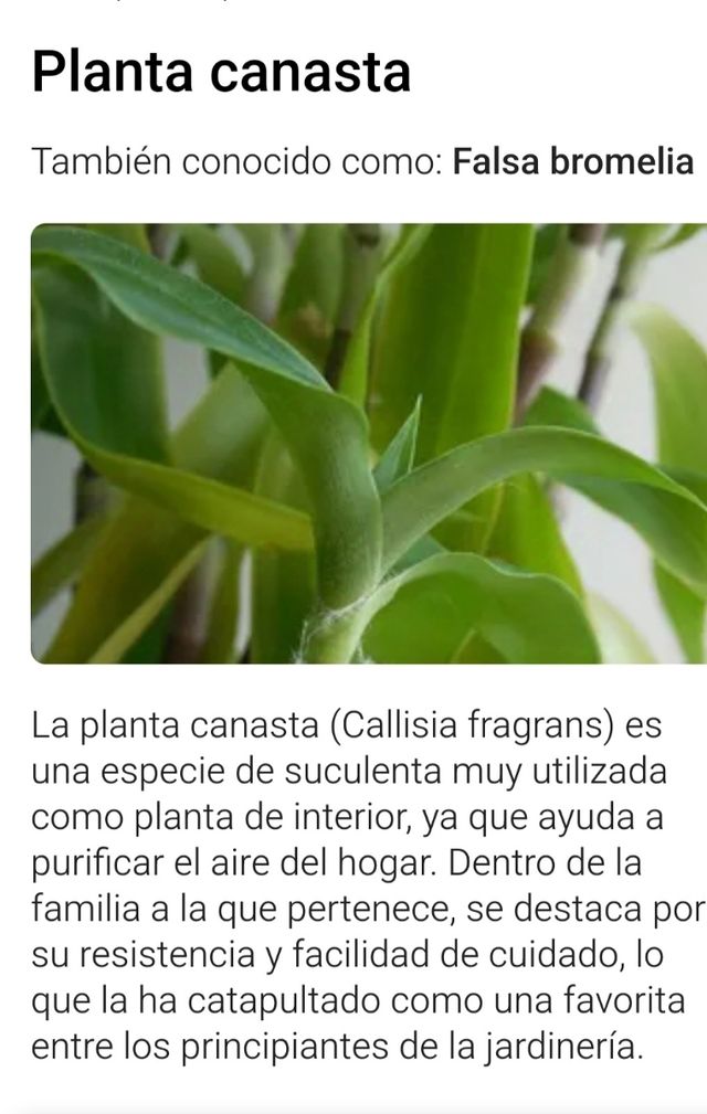 Planta de interior