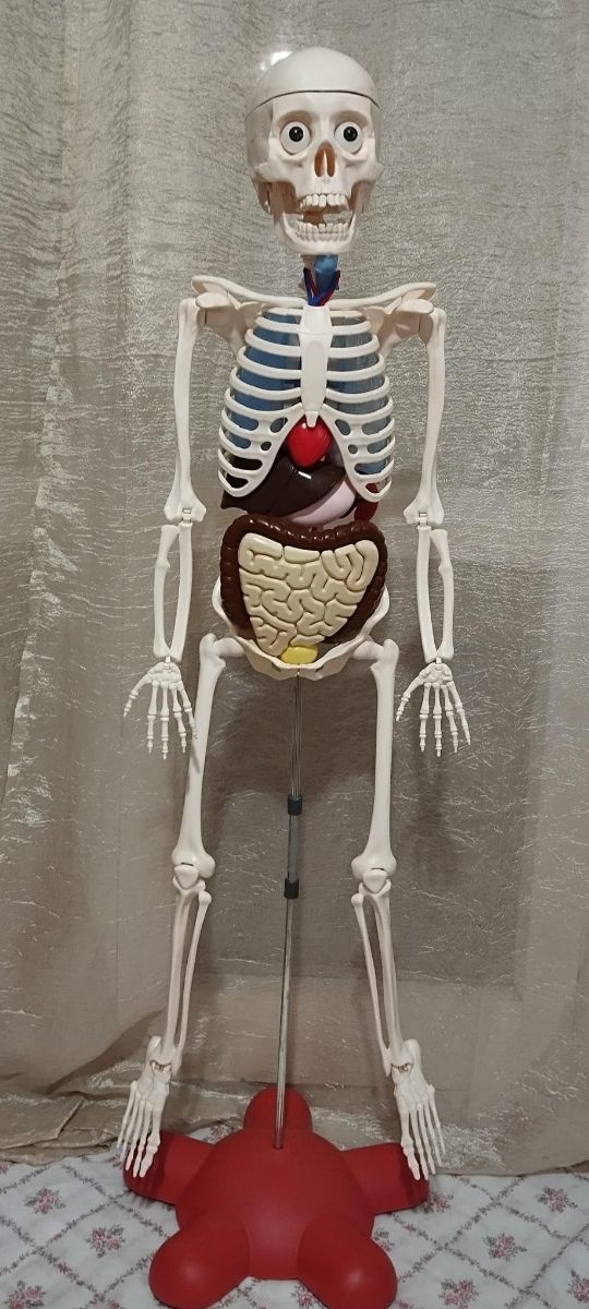 Esqueleto del cuerpo humano