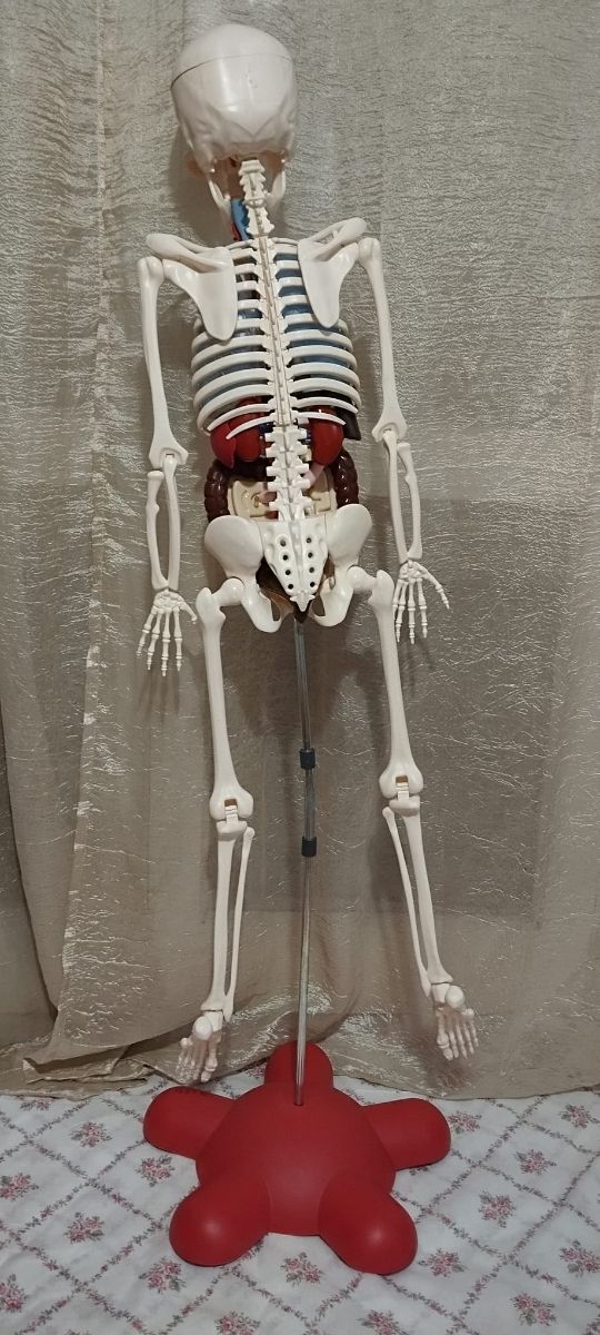 Esqueleto del cuerpo humano