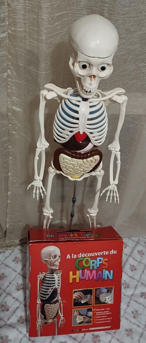 Esqueleto del cuerpo humano