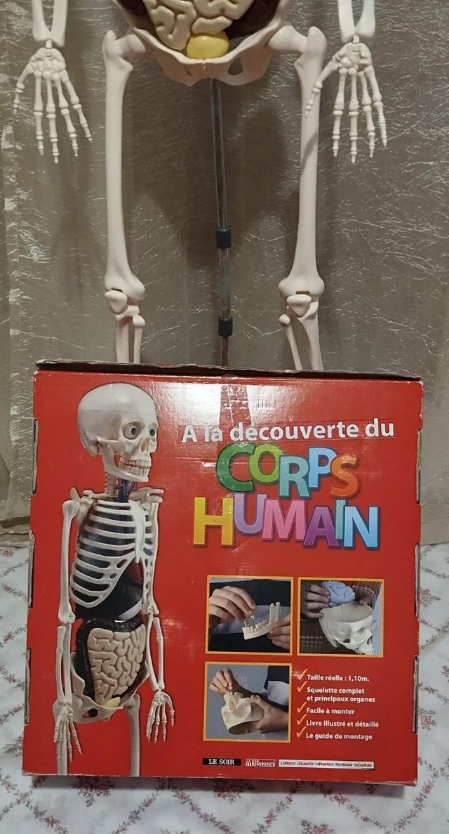 Esqueleto del cuerpo humano