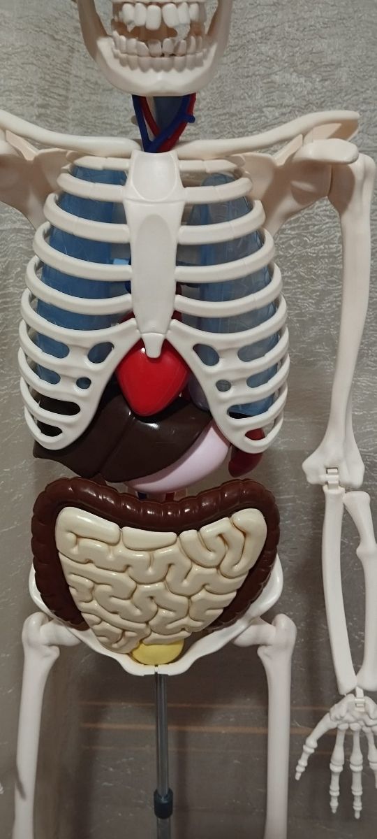 Esqueleto del cuerpo humano