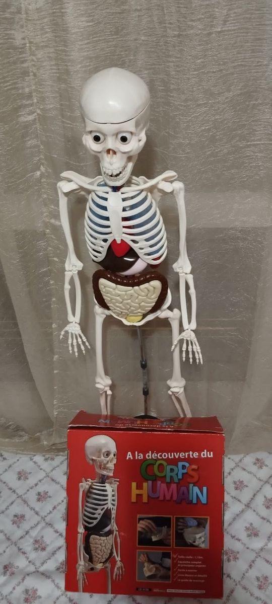Esqueleto del cuerpo humano