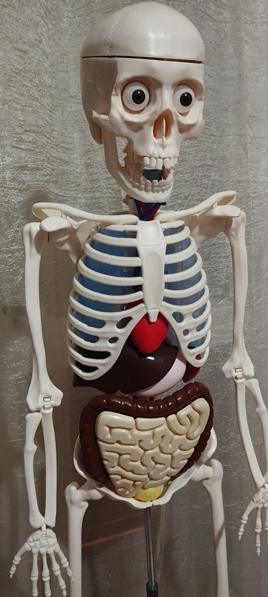 Esqueleto del cuerpo humano