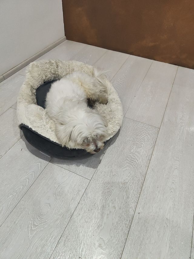 Cuccia per cani o gattini 