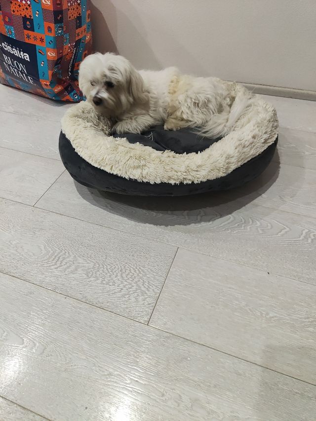 Cuccia per cani o gattini 