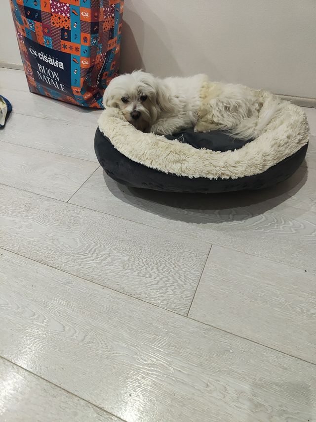 Cuccia per cani o gattini 