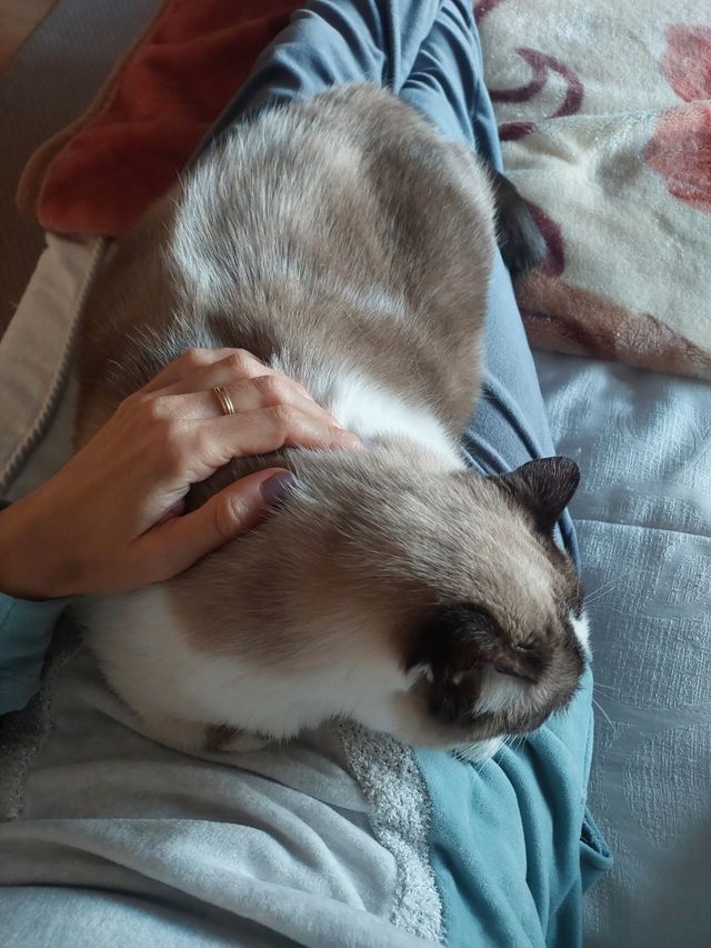 Sonajeros electrónicos