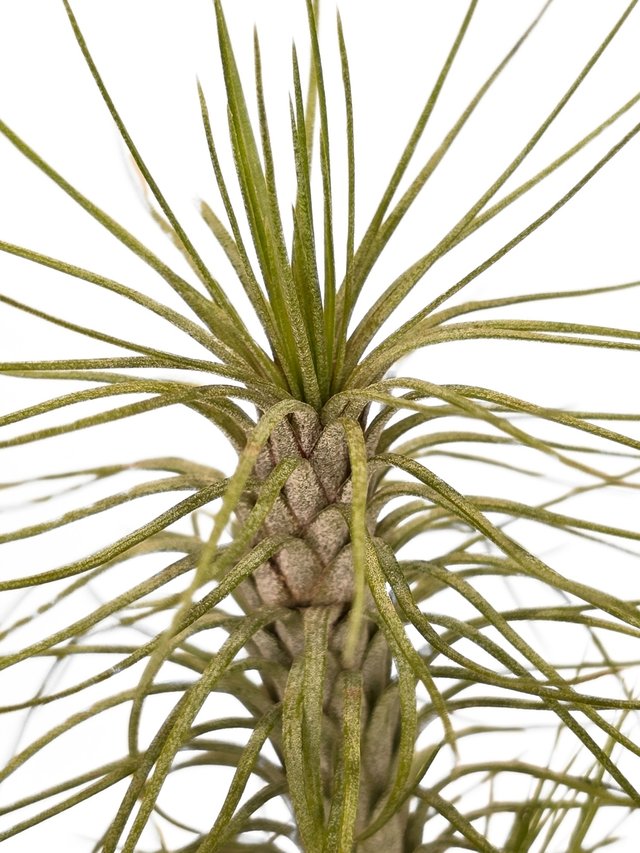 Tillandsia Funckiana Var. Recurvifolia