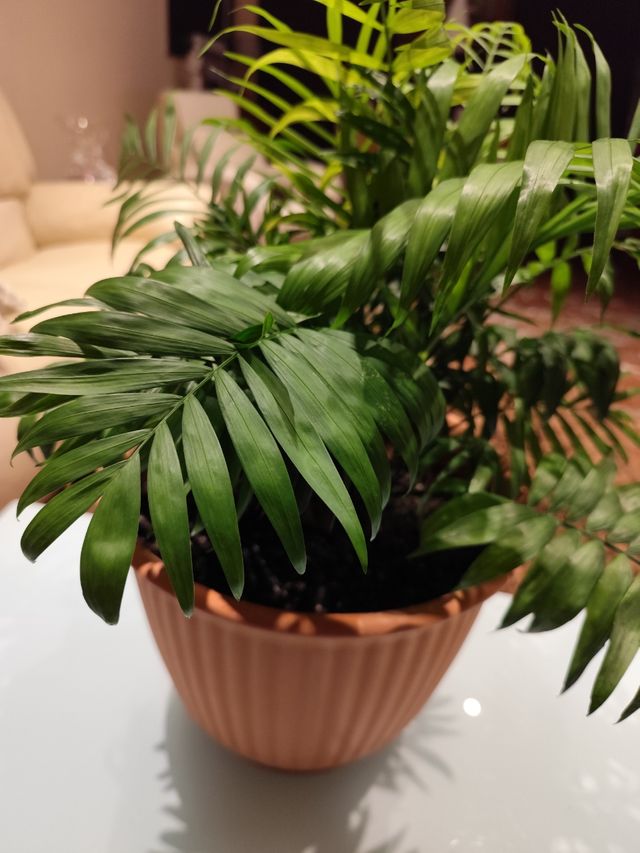 PLANTA KENTIA ESTÁ ECHANDO MUCHO BROTES ➕ maceta i