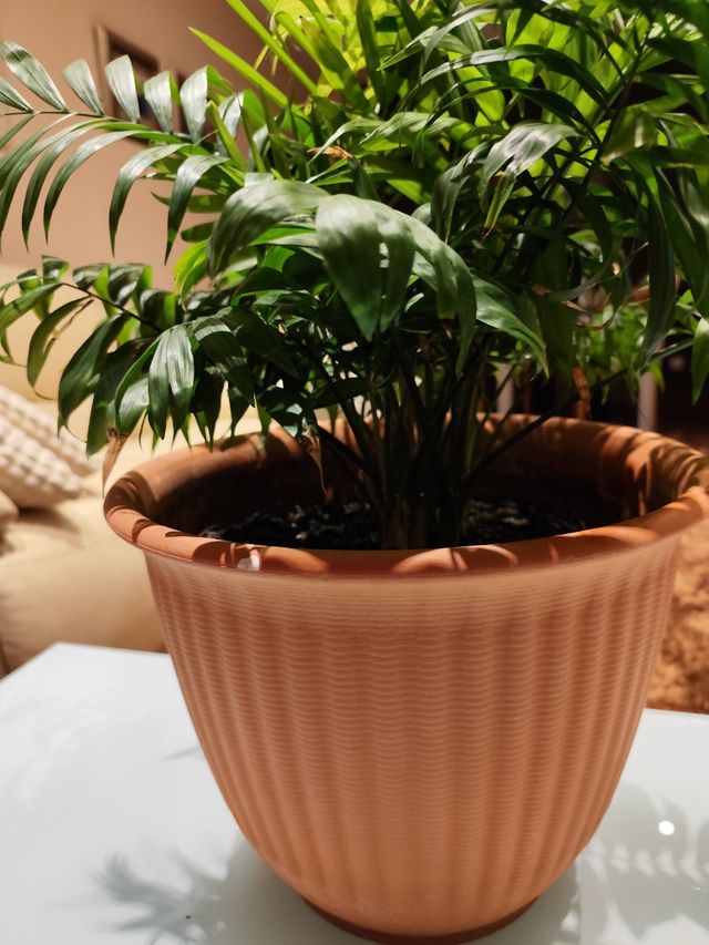 PLANTA KENTIA ESTÁ ECHANDO MUCHO BROTES ➕ maceta i