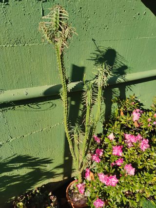 EUPHORBIA LORICATA