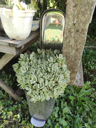 CRASSULA