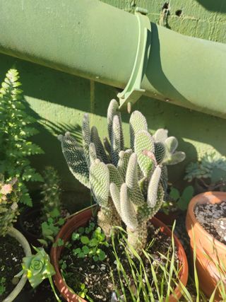 CACTUS
