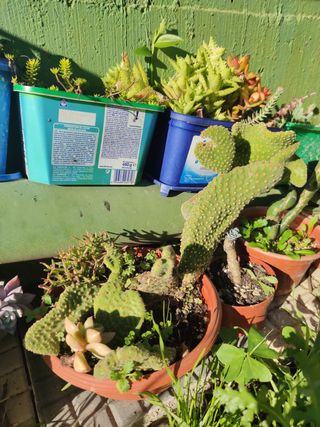 CACTUS