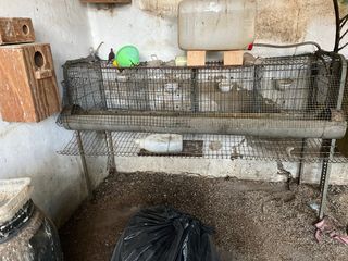 Jaula gallinas ponedoras