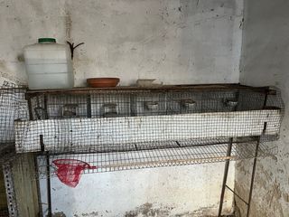 Jaula gallinas ponedoras