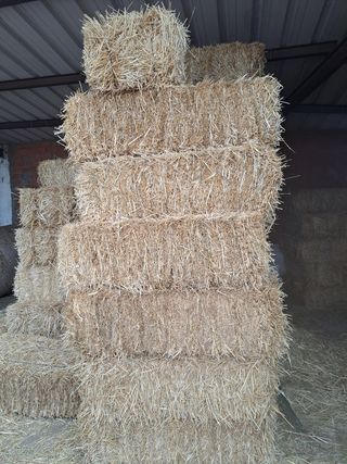 Paja