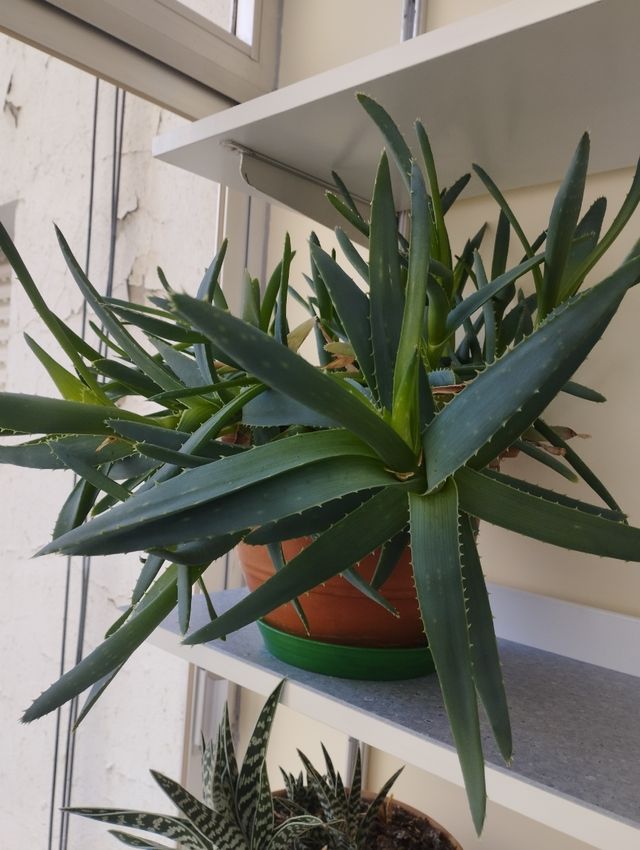 Áloe verá en tiesto de barro