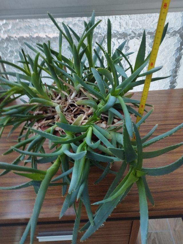 Áloe verá en tiesto de barro