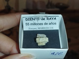 Dientes de fósil de raya