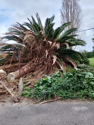 Jardinero particular profesional