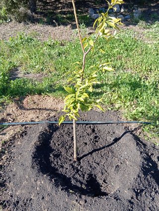 Jardinero económico